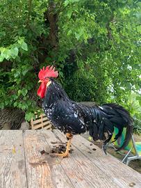 Gallo razza Ancona ovaiola