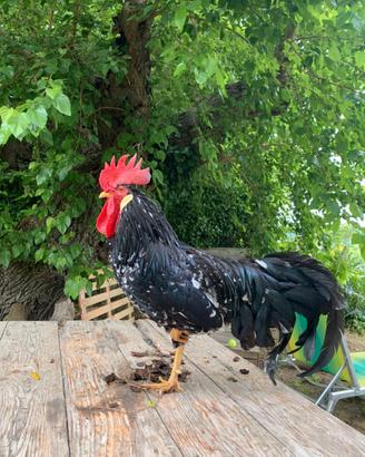 Gallo razza Ancona ovaiola