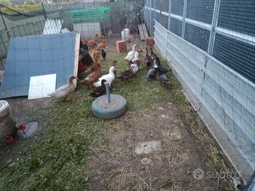 Galline tacchino anatre faraona