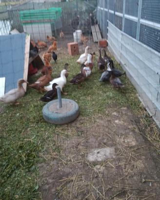 Galline tacchino anatre faraona
