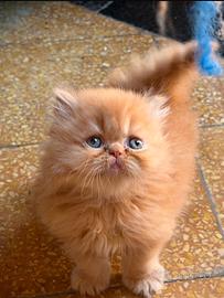 5 gattini persiani tabby arancioni