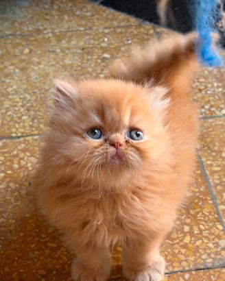5 gattini persiani tabby arancioni