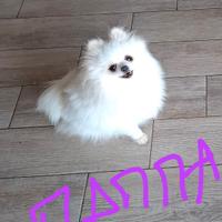 Spitz tedesco pomerania