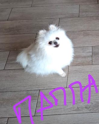 Spitz tedesco pomerania