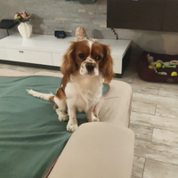 Cavalier king per accoppiamento