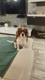 Cavalier king per accoppiamento