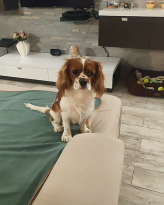 Cavalier king per accoppiamento