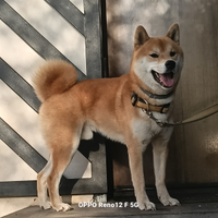 Shiba inu