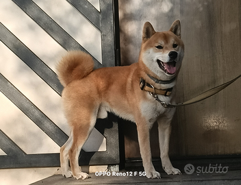 Shiba inu