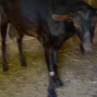 Caprone razza Murciana