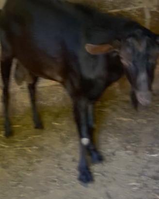 Caprone razza Murciana