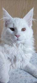 Mainecoon bianco 4 anni
