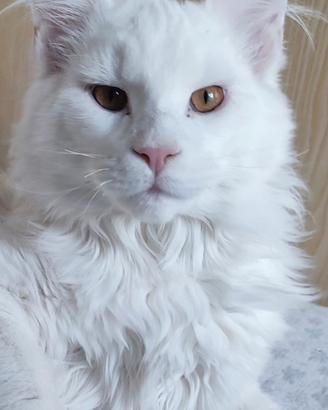 Mainecoon bianco 4 anni
