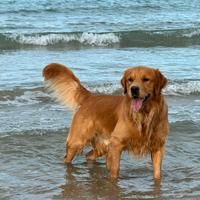 Golden retriever per accoppiamento - monta