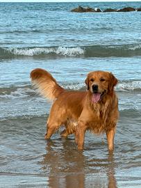 Golden retriever per accoppiamento - monta