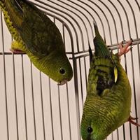 Parrocchetti Barrati coppia