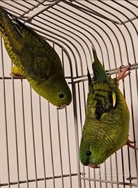 Parrocchetti Barrati coppia