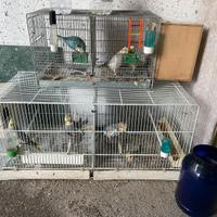 Pappagalli Calopsite