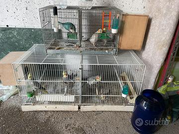 Pappagalli Calopsite