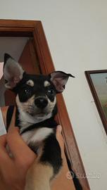 Cucciolo chihuahua