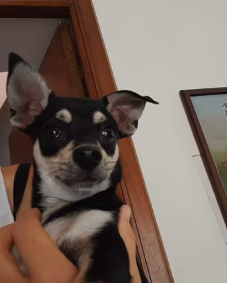 Cucciolo chihuahua