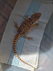 Pogona red maschio