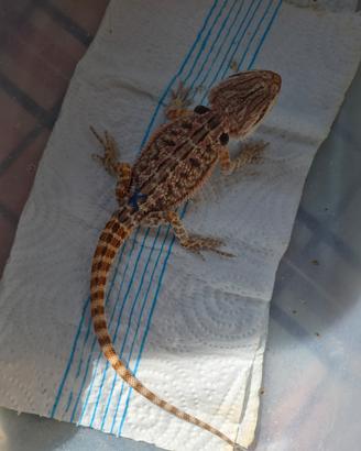 Pogona red maschio