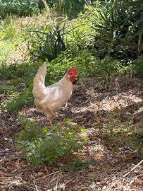 Gallina livornese