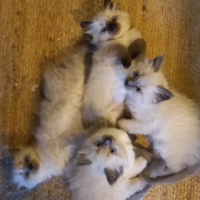 Cuccioli Himalayano, come Sacri di Birmania