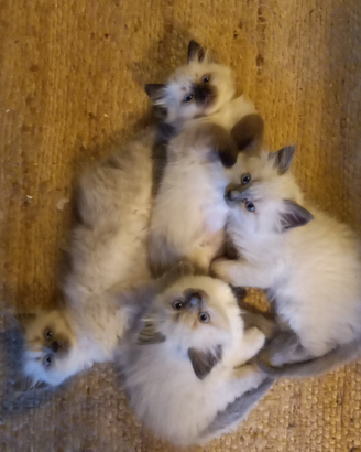 Cuccioli Himalayano, come Sacri di Birmania