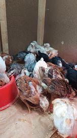 Pulcini da galline ovaiole e livornesi