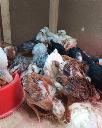 Pulcini da galline ovaiole e livornesi