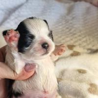 Chihuahua pelo lungo