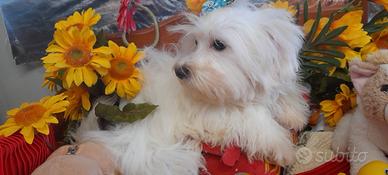 Due Cuccioli Maschietti Maltesini Toy Mini