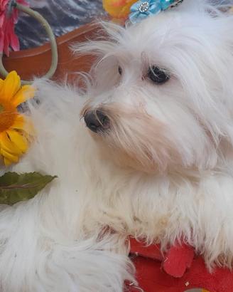Due Cuccioli Maschietti Maltesini Toy Mini