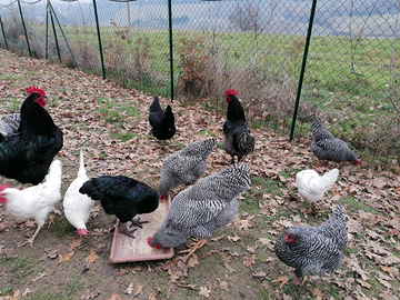 Australorp