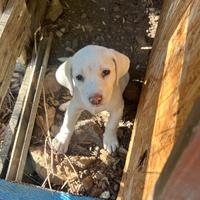 Cuccioli maremanno