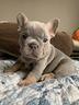 bulldog-francese-bouledogue-francese-pag-12-mesi