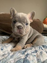 BULLDOG FRANCESE - BOULEDOGUE FRANCESE pag 12 mesi
