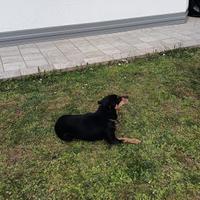Cagnolina