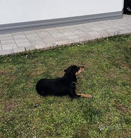 Cagnolina