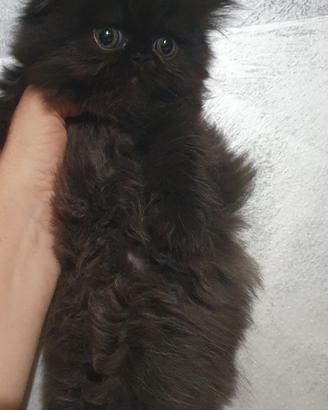 gattini persiani ipertipici 