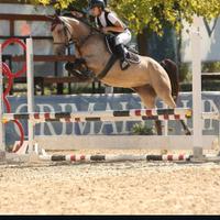 Cavallo Pony vendita