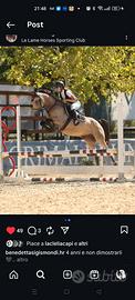 Cavallo Pony vendita