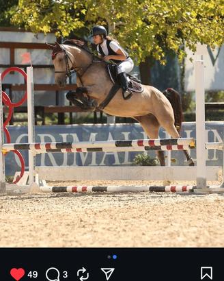 Cavallo Pony vendita
