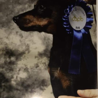 Pinscher nano stallone per accoppiamenti