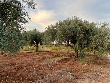 Terreno agricolo vigneto e uliveto