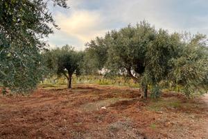 Terreno agricolo vigneto e uliveto