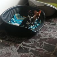 Cucciolo chihuahua maschio