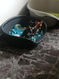 Cucciolo chihuahua maschio